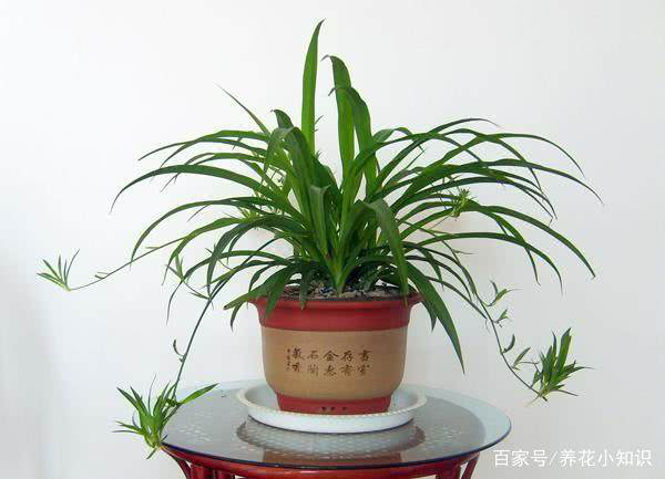 新裝修的門店放哪些植物可以凈化空氣？